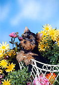 PUP 14 FA0035 01
Yorkshire Terrier Puppy Looking Over Back Of White Chair By Flowers