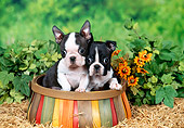 PUP 14 FA0039 01
Boston Terrier Puppies Sitting In Wooden Basket In Garden
