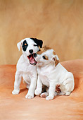 PUP 14 FA0044 01
Jack Russell Terrier Puppies Playing In Studio