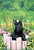 PUP 14 FA0045 01
Scottish Terrier Puppy Leaning On Wooden Gate By Pond
