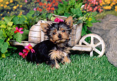 PUP 14 FA0046 01
Yorkshire Terrier Puppy Sitting On Grass By Mini Wheelbarrow And Flowers