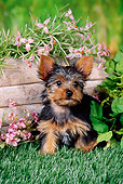PUP 14 FA0047 01
Yorkshire Terrier Puppy Sitting On Grass By Planter Box With Pink Flowers