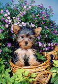 PUP 14 FA0050 01
Yorkshire Terrier Puppy Sitting Inside Basket By Pink Flowers