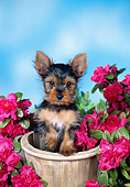 PUP 14 FA0051 01
Yorkshire Terrier Puppy Sitting Inside Flower Pot By Pink Flowers