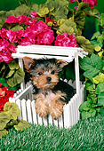 PUP 14 FA0053 01
Yorkshire Terrier Puppy Leaning On Mini White Picket Fence By Pink Flowers