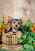 PUP 14 FA0054 01
Yorkshire Terrier Puppy Sitting In Flower Pot By Yellow Flowers