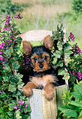 PUP 14 FA0055 01
Yorkshire Terrier Puppy Sitting In Planter Box By Purple Flowers