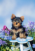 PUP 14 FA0057 01
Yorkshire Terrier Puppy Sitting On Flower Stool By Purple Flowers