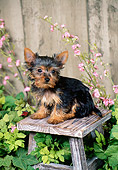 PUP 14 FA0059 01
Yorkshire Terrier Puppy Sitting On Wooden Stool In Garden