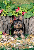 PUP 14 FA0062 01
Yorkshire Terrier Puppy Sitting On Grass By Pebbles And Pink Flowers
