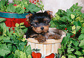 PUP 14 FA0063 01
Yorkshire Terrier Puppy Sitting In Apple Basket By Plants