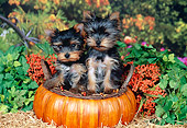 PUP 14 FA0064 01
Yorkshire Terrier Puppies Sitting In Pumpkin Basket On Hay