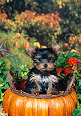 PUP 14 FA0065 01
Yorkshire Terrier Puppy Sitting In Pumpkin Basket By Orange Flowers