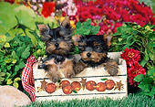 PUP 14 FA0066 01
Yorkshire Terrier Puppies Sitting In Apple Crate By Red Flowers