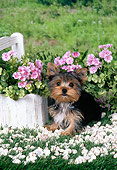 PUP 14 FA0067 01
Yorkshire Terrier Puppy Laying In Grass By White Pebbles And Pink Flowers