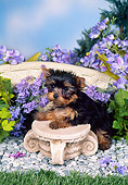 PUP 14 FA0068 01
Yorkshire Terrier Puppy Leaning On Stool In Garden
