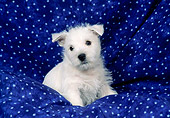PUP 14 FA0069 01
West Highland Terrier Puppy Sitting On Blue Blanket With Stars
