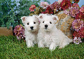 PUP 14 FA0072 01
West Highland Terrier Puppies Sitting On Grass By Pink Flowers