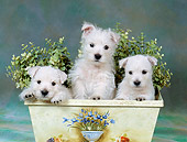 PUP 14 FA0074 01
West Highland Terrier Puppies Sitting In Planter Box In Studio