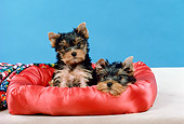 PUP 14 FA0075 01
Yorkshire Terrier Puppies Resting In Dog Bed