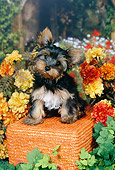 PUP 14 FA0080 01
Yorkshire Terrier Puppy Sitting On Orange Stool In Garden
