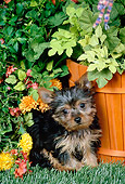 PUP 14 FA0082 01
Yorkshire Terrier Puppy Sitting On Grass In Garden