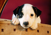 PUP 14 GR0004 01
Head Shot Of Jack Russell Terrier Puppy Laying On Armchair