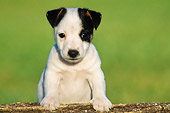 PUP 14 GR0005 01
Jack Russell Terrier Puppy Leaning On Log