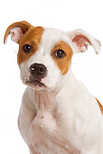 PUP 14 JE0003 01
Head Shot Of American Staffordshire Terrier Puppy Sitting