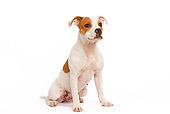 PUP 14 JE0004 01
American Staffordshire Terrier Puppy Sitting On White Seamless