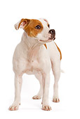 PUP 14 JE0005 01
American Staffordshire Terrier Puppy Standing On White Seamless