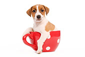 PUP 14 JE0015 01
Jack Russell Terrier Puppy Sitting In Red Mug On White Seamless