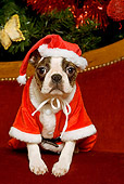 PUP 14 JE0017 01
Boston Terrier Puppy In Santa Costume Sitting By Christmas Tree