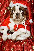 PUP 14 JE0018 01
Boston Terrier Puppy In Santa Costume Sitting On Red Blanket