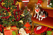 PUP 14 JE0019 01
Boston Terrier Puppies Wearing Red Bandanas Sitting On Bench By Christmas Tree