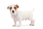 PUP 14 JE0020 01
Jack Russell Terrier Puppy Standing On White Seamless Profile