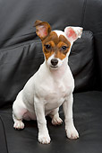 PUP 14 JE0021 01
Jack Russell Terrier Puppy Sitting On Black Leather Sofa