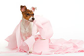 PUP 14 JE0022 01
Jack Russell Terrier Puppy Playing In Pink Tissue On White Seamless
