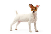 PUP 14 JE0023 01
Jack Russell Terrier Puppy Standing On White Seamless