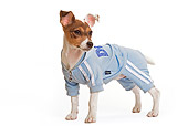PUP 14 JE0024 01
Jack Russell Terrier Puppy Standing On White Seamless Wearing Blue Jacket And Pants