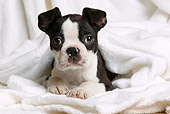 PUP 14 JE0025 01
Boston Terrier Puppy Laying In White Towels