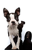 PUP 14 JE0027 01
Boston Terrier Puppy Standing On Hind Legs On White Seamless
