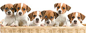 PUP 14 JE0028 01
Jack Russell Terrier Puppies Sitting In Wicker Basket On White Seamless