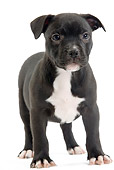 PUP 14 JE0029 01
Staffordshire Bull Terrier Puppy Standing On White Seamless