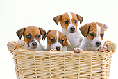 PUP 14 JE0033 01
Four Jack Russell Terrier Puppies Sitting In Wicker Basket On White Seamless