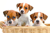 PUP 14 JE0034 01
Jack Russell Terrier Puppies Sitting In Wicker Basket On White Seamless