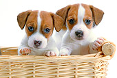 PUP 14 JE0035 01
Two Jack Russell Terrier Puppies Sitting In Wicker Basket On White Seamless