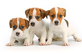 PUP 14 JE0036 01
Three Jack Russell Terrier Puppies Sitting On White Seamless