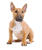 PUP 14 JE0037 01
Miniature Bull Terrier Puppy Sitting On White Seamless