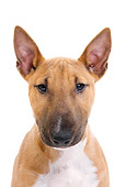 PUP 14 JE0038 01
Head Shot Of Miniature Bull Terrier Puppy On White Seamless
